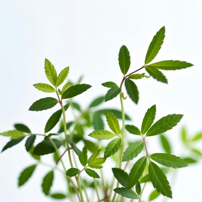 Fresh green cannabis plant