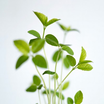 Fresh green seedlings on white background