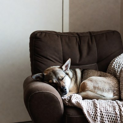 Sleeping dog on armchair