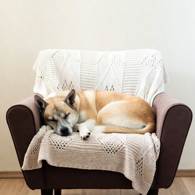 Shiba Inu sleeping on armchair