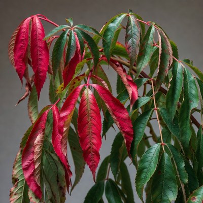 Red and green Japanese maple leaves