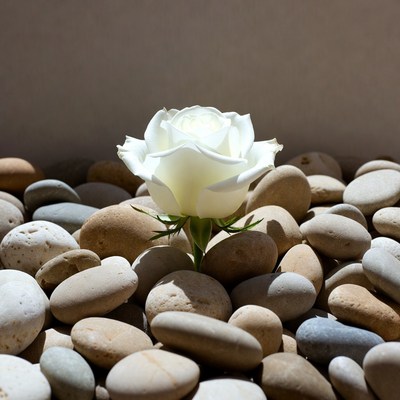 White Rose on Pebbles