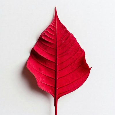 Red Poinsettia Leaf on White
