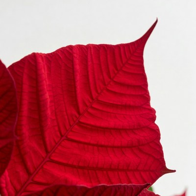Red Poinsettia Leaf Closeup