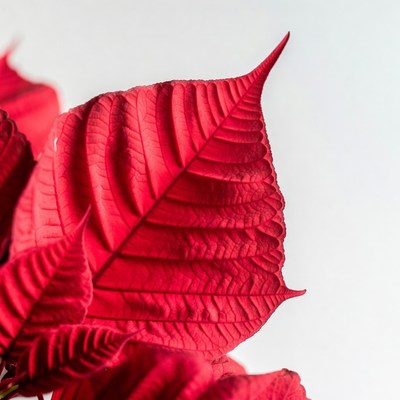 Red Poinsettia Leaf Closeup