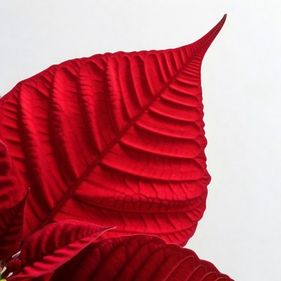 Red Poinsettia Leaf Closeup