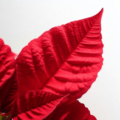 Red Poinsettia Leaf Closeup