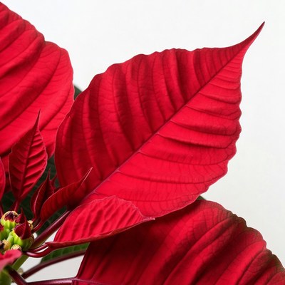 Red Poinsettia Leaves Closeup