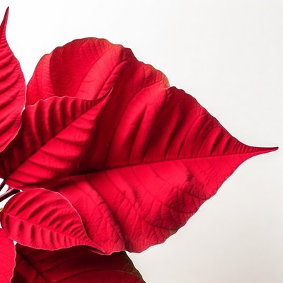 Red Poinsettia Leaves Isolated
