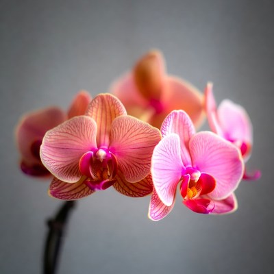 Pink Orchids on Gray Background