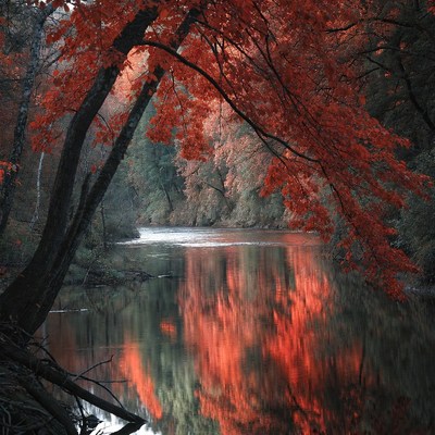Autumn Trees Reflecting in River