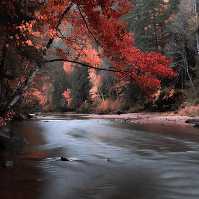 Autumn River in Red Forest