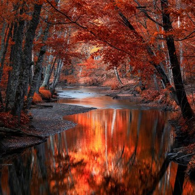 Autumn Forest River with Red Reflections
