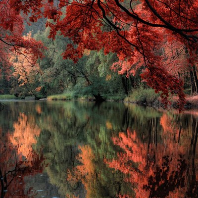 Autumn Trees Reflecting in River