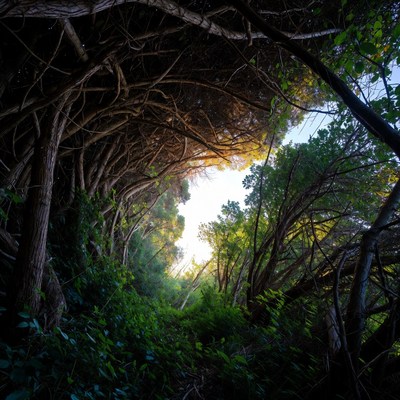 Tunnel of intertwined tree branches