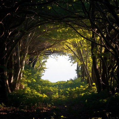 Forest Tree Arch Pathway