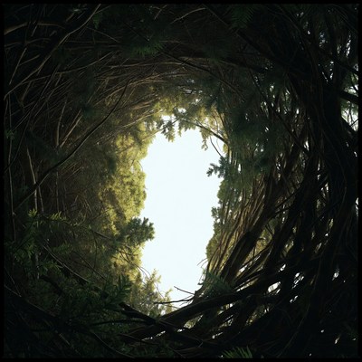 Tunnel of green vines and branches