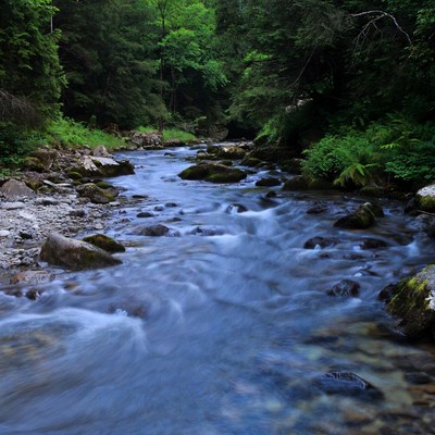 Forest River Flowing Over Rocks