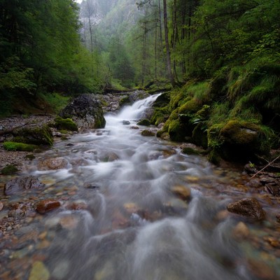 Mountain Stream Flowing Through Forest