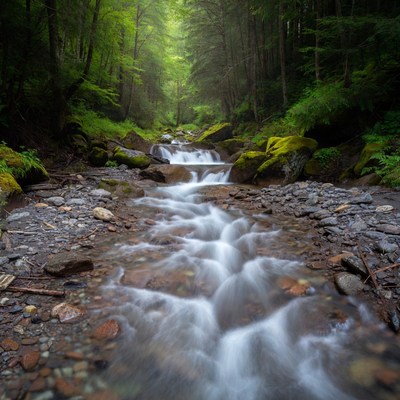 Forest Stream Flowing Over Rocks