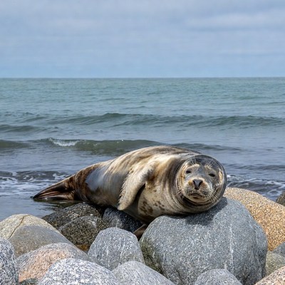 Harbor seal lounging on beach rocks