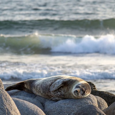 Harbor seal resting on rocks