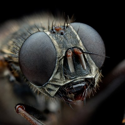 Close-up of fly face