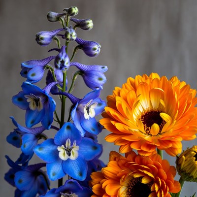 Blue Delphinium and Orange Gerbera Flowers