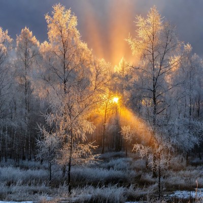 Frosty Trees with Sun Rays