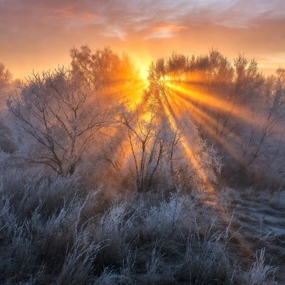 Sunrise Rays Over Frosty Trees