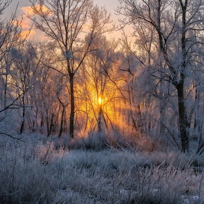 Frosty Trees with Sun Rays