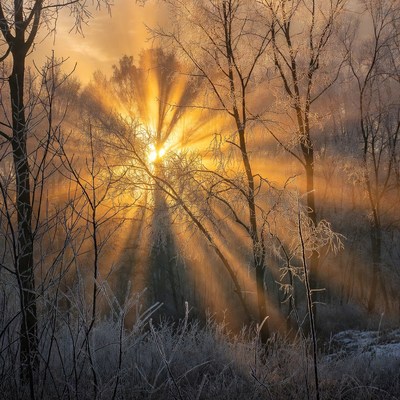 Sunrise Through Frosty Trees