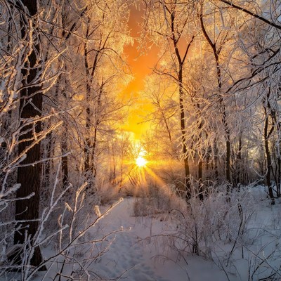 Snowy Forest with Sunrise Sunbeams