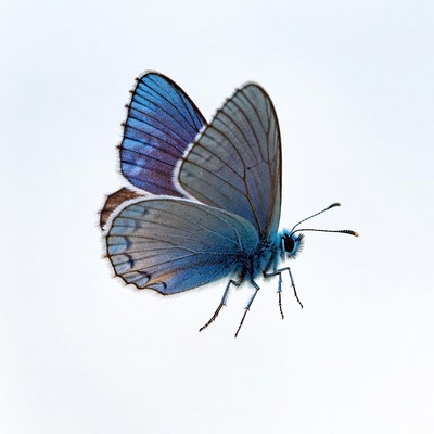 Blue butterfly on white background