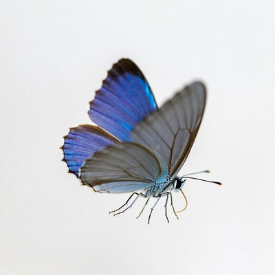 Blue butterfly on white background