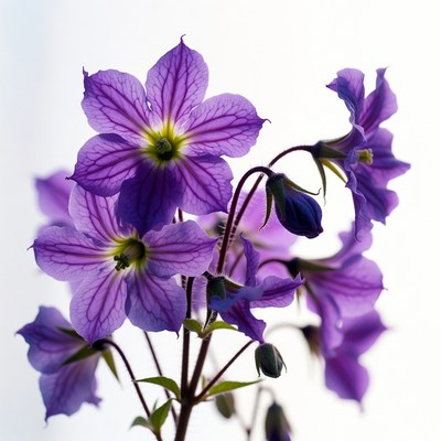 Purple flowering plant cluster