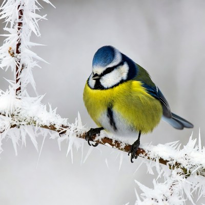 Blue Tit Perched on Snowy Branch