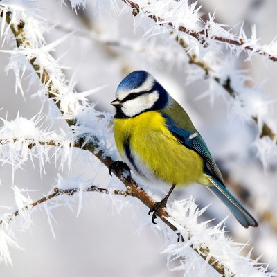 Blue Tit on Frosty Branches