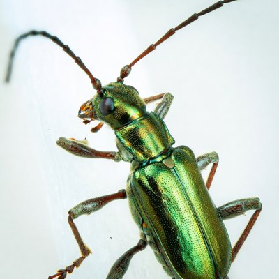 Shiny green longhorn beetle