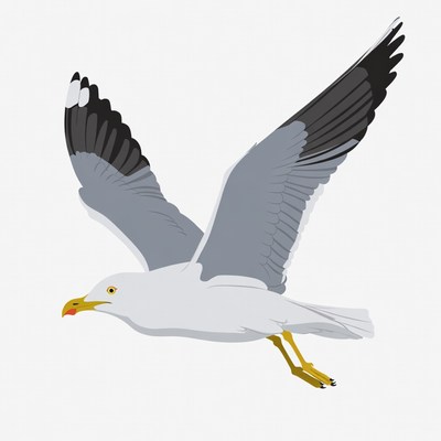 Flying Seagull Illustration