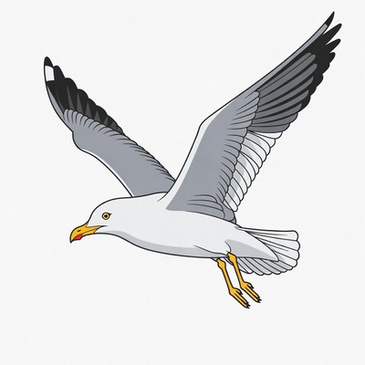 Flying Seagull Illustration