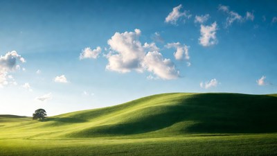 Lone Tree on Green Rolling Hills