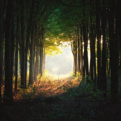 Sunlit Path Through Dense Forest