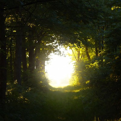 Forest Path with Sunlight Beams
