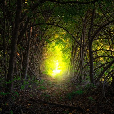 Sunlit Path Through Lush Green Forest Tunnel