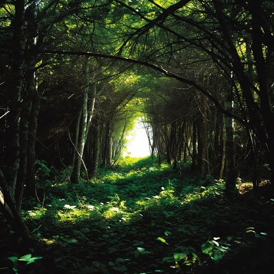 Forest Path with Sunlight Tunnel