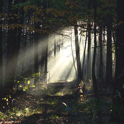 Sunbeams through autumn forest trees