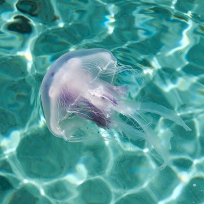 Purple jellyfish floating in turquoise water