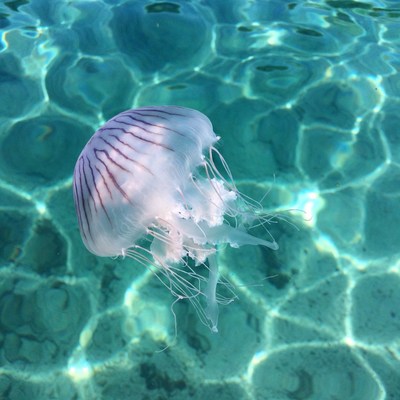 Purple Striped Jellyfish in Clear Blue Water