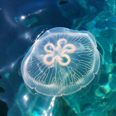 Translucent Jellyfish in Blue Water